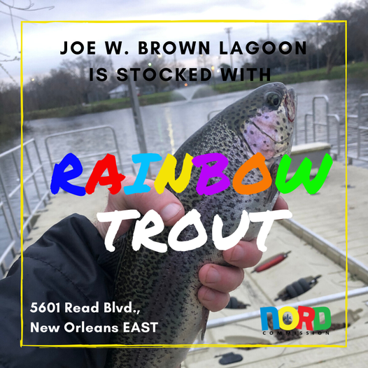 Rainbow Trout 