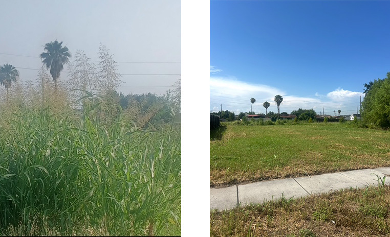 Blight Remediation