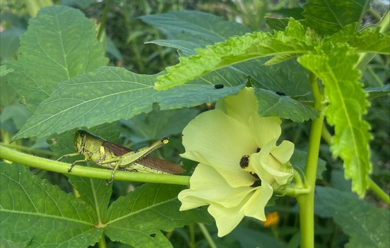Okra Grasshopper