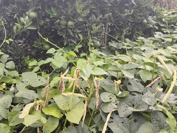 cowpeas