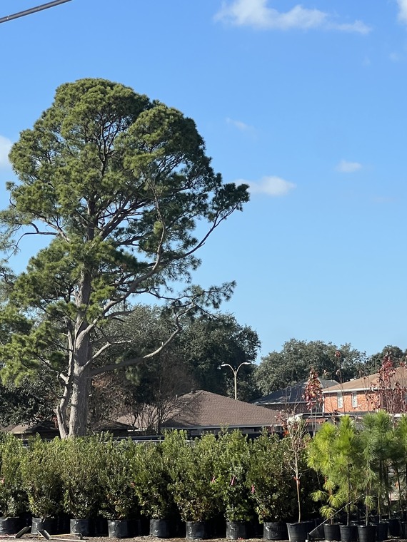 Mirabeau Water Gardens Construction 2
