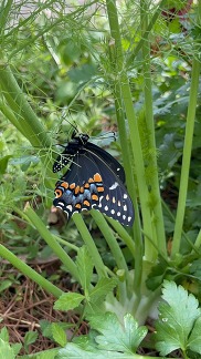 swallowtail