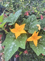 squash flowers