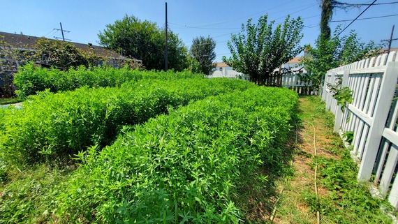 cover crop- RFC 2