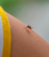 Mosquito Prevention