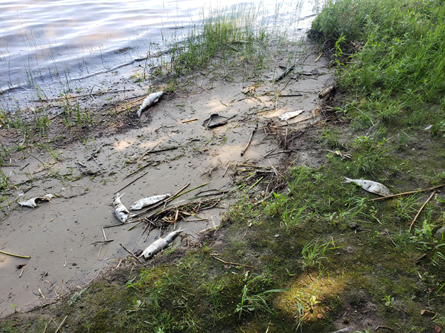 Merrimack River fish die off