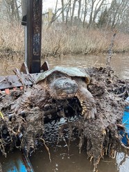 Turtle Crouse Pond