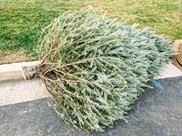 Recycle Your Christmas Tree