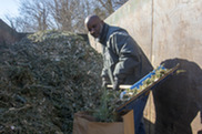 christmas tree mulching