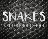 Snakes Photo Shoot