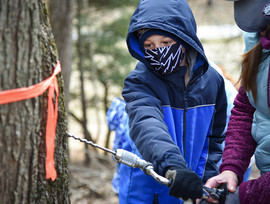 Maple Sugarin