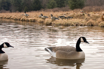 Photo of: Geese