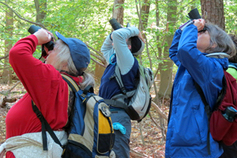 Photo of: Birders looking into tree