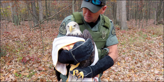 Photo of: Officer with injured eagle
