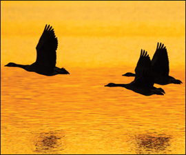 Photo of: Waterfowl flying silhouette 