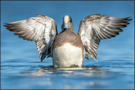 Photo of: American wigeon landing on water