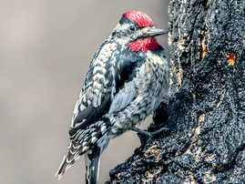 Photo of: Male yellow-bellied sapsucker
