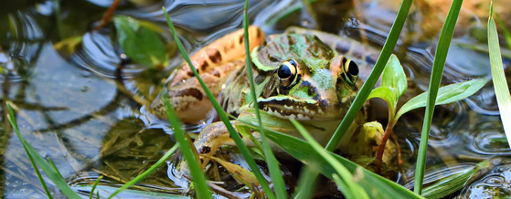Photo of: frog in water behind grass