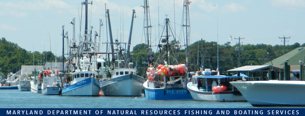 Photo of: Commercial boats in harbor