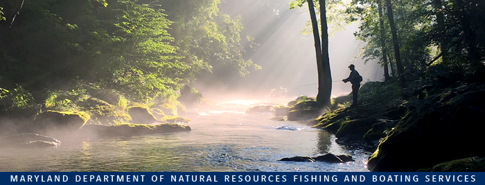 Photo of: Man fishing at river with sun shining through trees