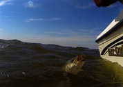 Photo of striped bass being caught by Roy Julie