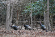 Photo of turkeys in the woods