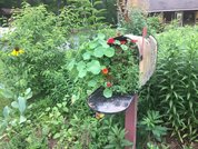 PRSP native plant garden