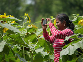 Photo of woman photographing sunflowers