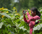 Photo of woman photographing sunflowers