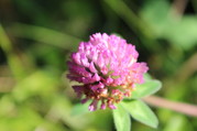 Red Clover Flower