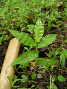 Wavyleaf Basketgrass at Patuxent
