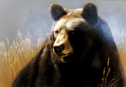 Black Bear