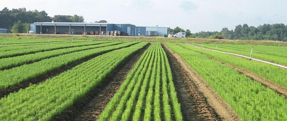 Photo of loblolly pine trees starting to grow in field