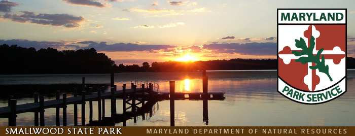 Banner showing sunset over pier