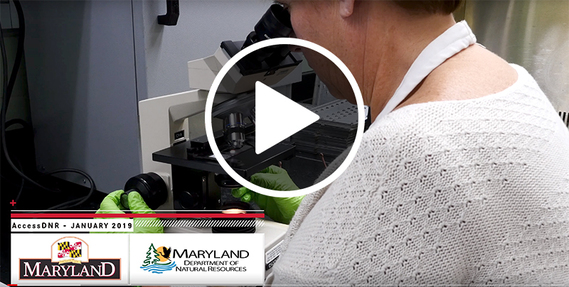 Video still showing woman looking through microscope