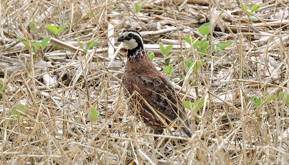 Photo of quail standing on the ground
