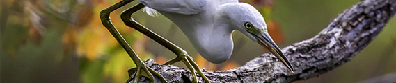 Photo of white bird on branch