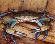 Photo of blue crab