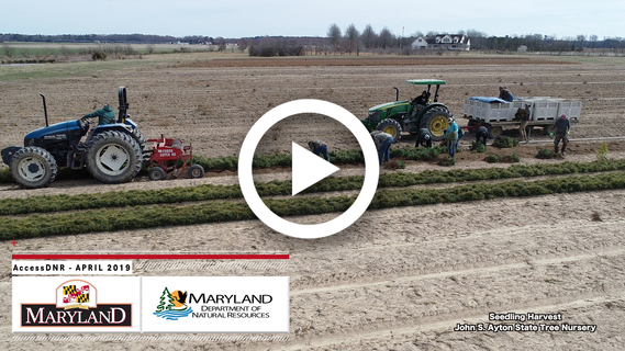 Image of state tree nursery field with tractors