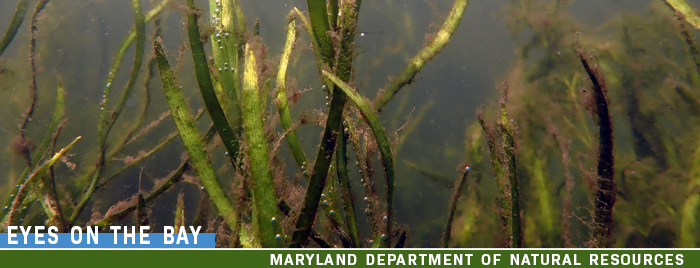 Photo of underwater bay grasses