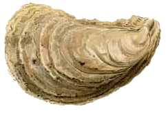 Image of oyster
