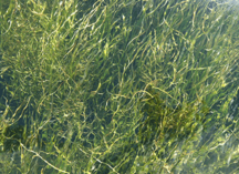 Photo of aquatic grasses