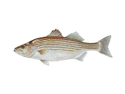 Image of striped bass