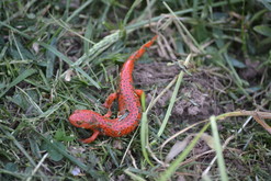 Photo of red salamander