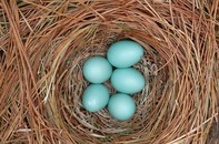 Picture of 4 bluebird eggs in a nest