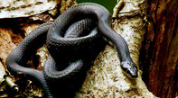 Picture of Black Rat Snake on Tree