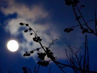 Picture of full moon at night