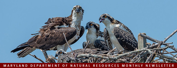 Photo of ospreys in nest