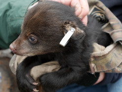 Photo of bear cub during den surveys