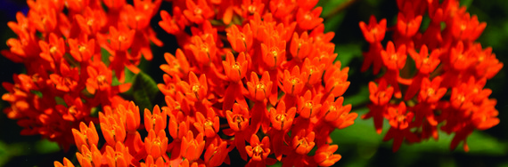 Photo of butterfly milkweed plant